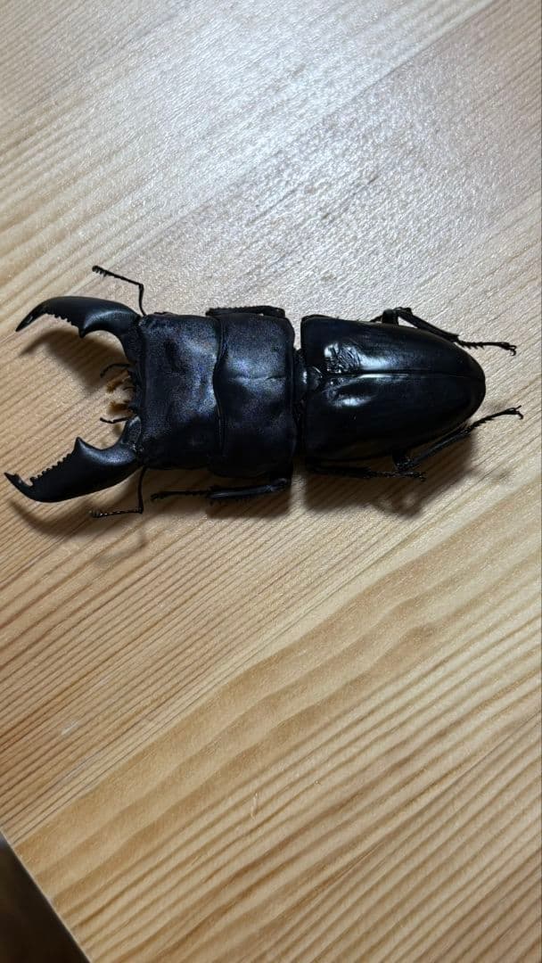 スマトラオオヒラタ　パラワンオオヒラタ　Ｂ品