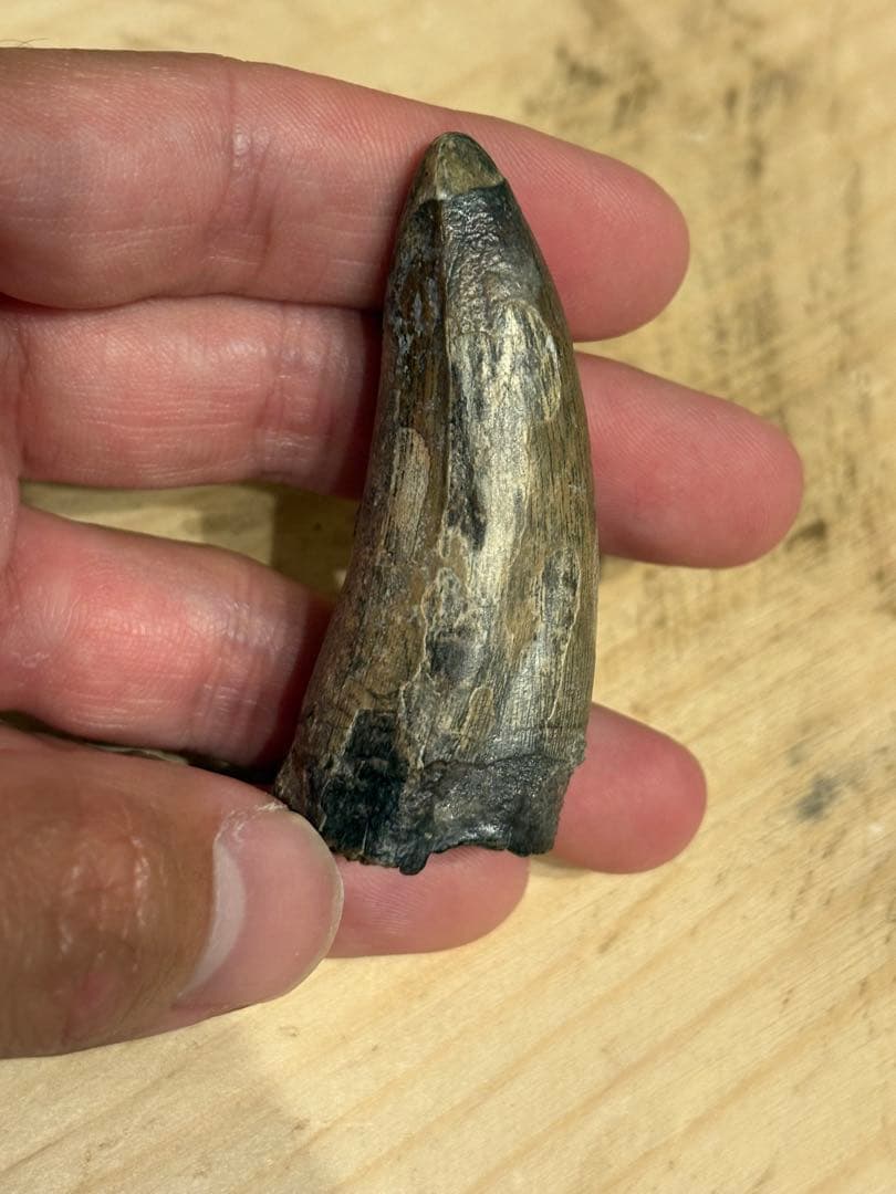 ニジェールのサルコスクスの歯　化石　恐竜