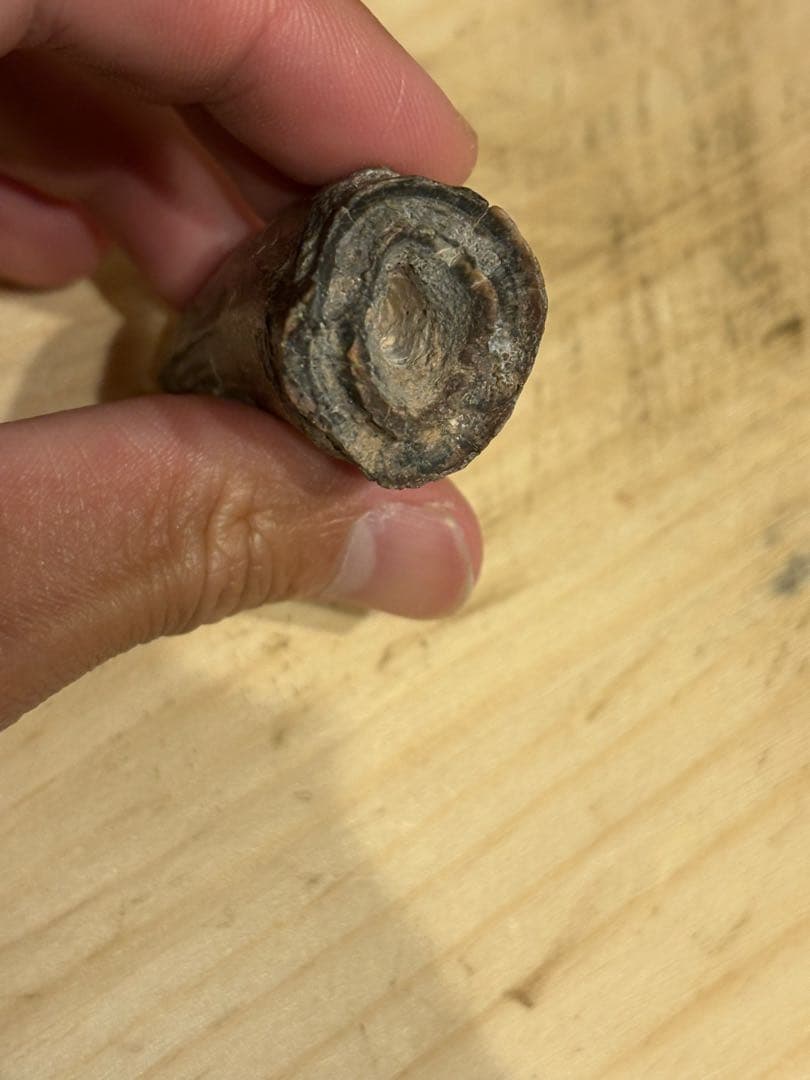 ニジェールのサルコスクスの歯　化石　恐竜