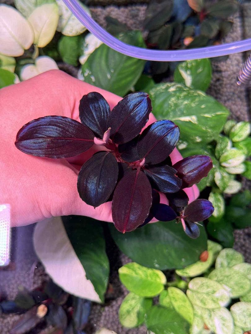 水草 Bucephalandra sp. Silat Cricle