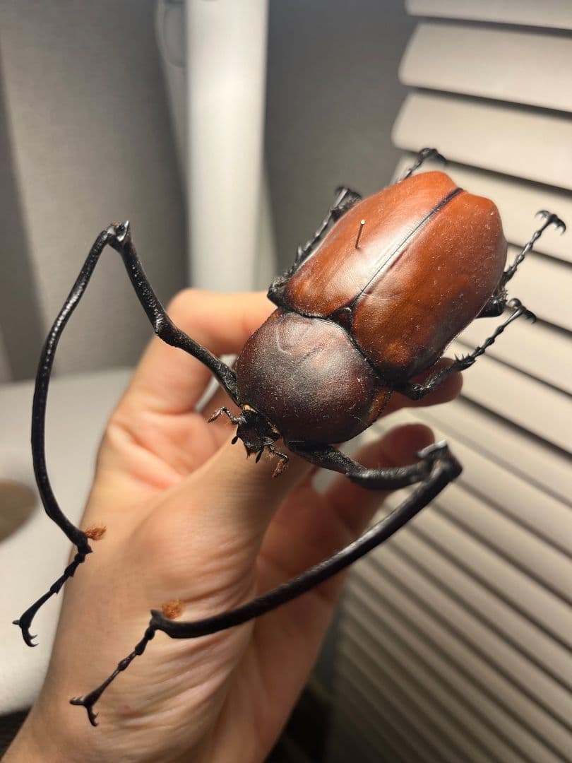 【71mm】セラムドウナガテナガコガネ テナガカミキリ昆虫標本