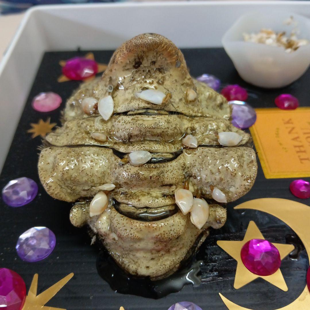 稀少レア四国太平洋沖深海生物タカアシガニふんどし腹リアル凹凸標本置物コレクション