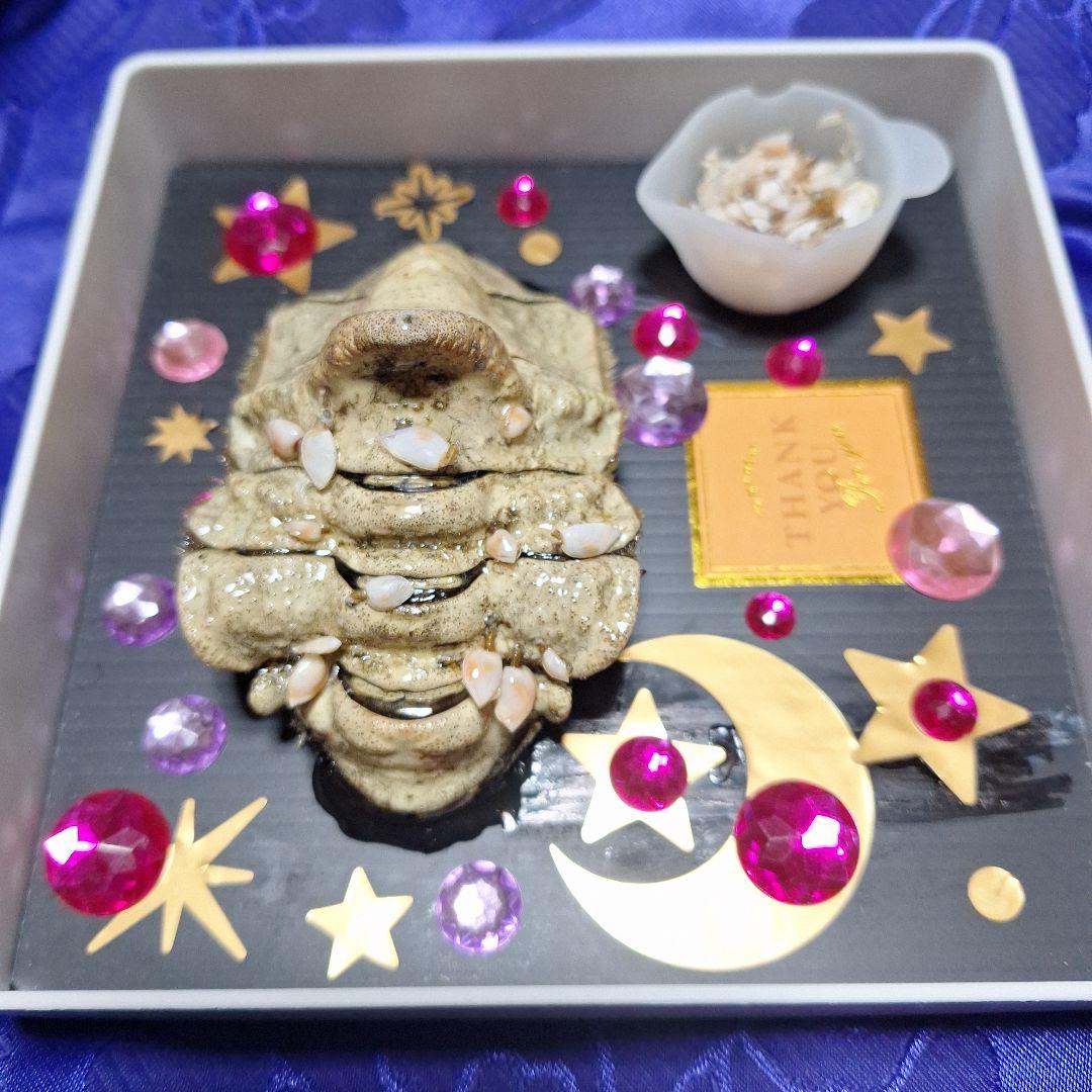 稀少レア四国太平洋沖深海生物タカアシガニふんどし腹リアル凹凸標本置物コレクション