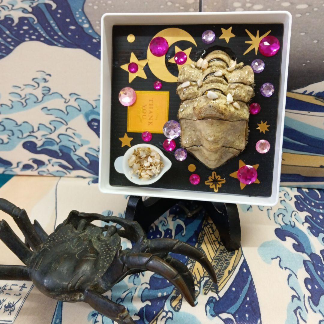 稀少レア四国太平洋沖深海生物タカアシガニふんどし腹リアル凹凸標本置物コレクション