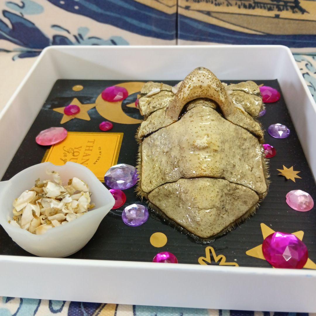 稀少レア四国太平洋沖深海生物タカアシガニふんどし腹リアル凹凸標本置物コレクション