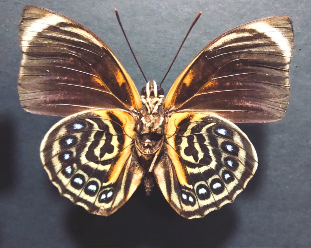 蝶標本　ファルキドンミイロタテハ　2♂