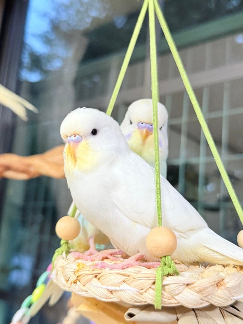 インコのおもちゃ 作品紹介