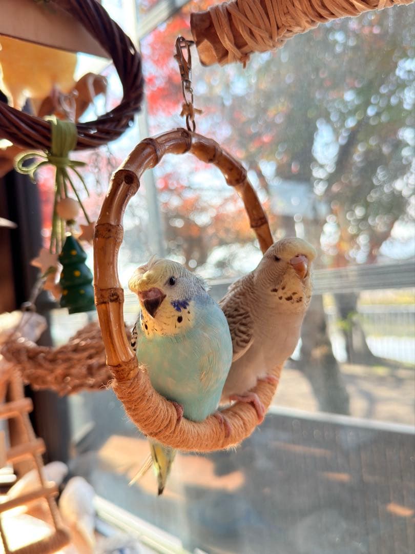 インコのおもちゃ 作品紹介