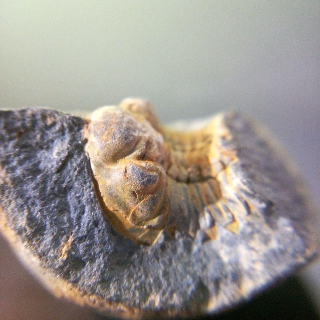 三葉虫　化石　fossil　海　ボリビア産　trilobite　海生動物判別⑬