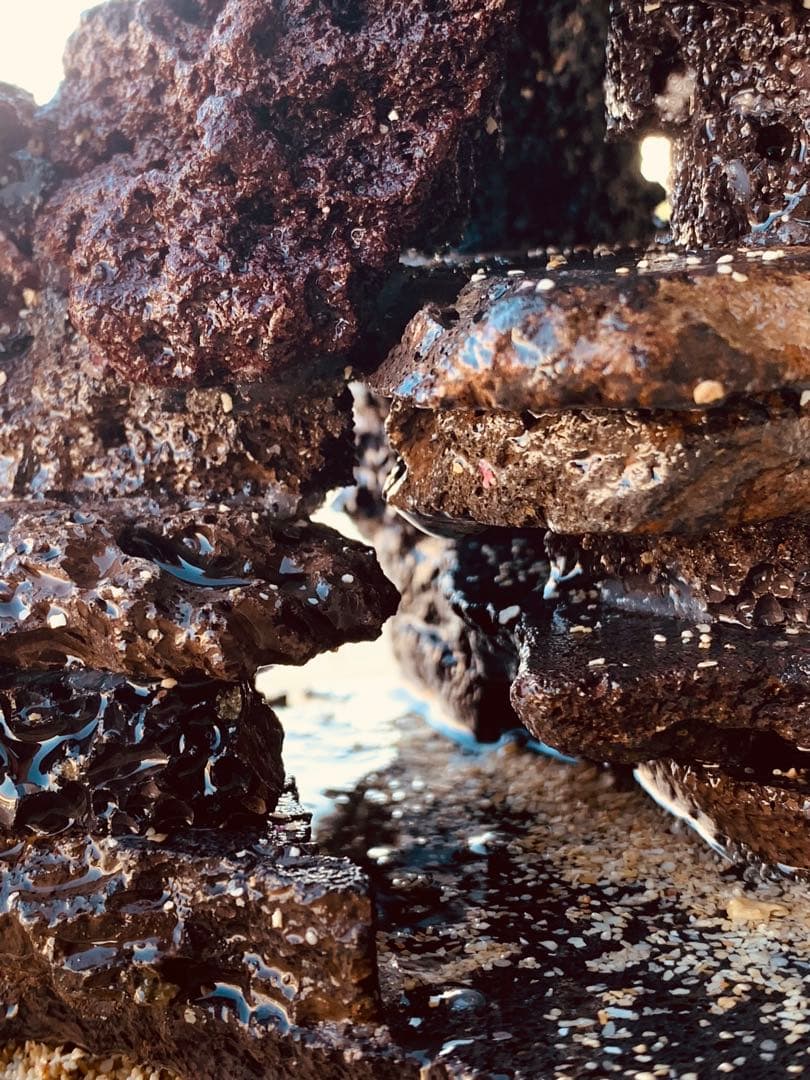 荒崎海岸デザイン溶岩　ピクシーシュリンプ海水魚　水槽　溶岩石レイアウト　濾過