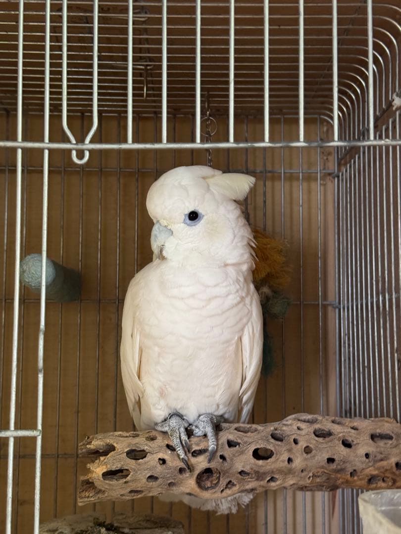 大型インコ　オウム用　カクタスパーチ　手作り