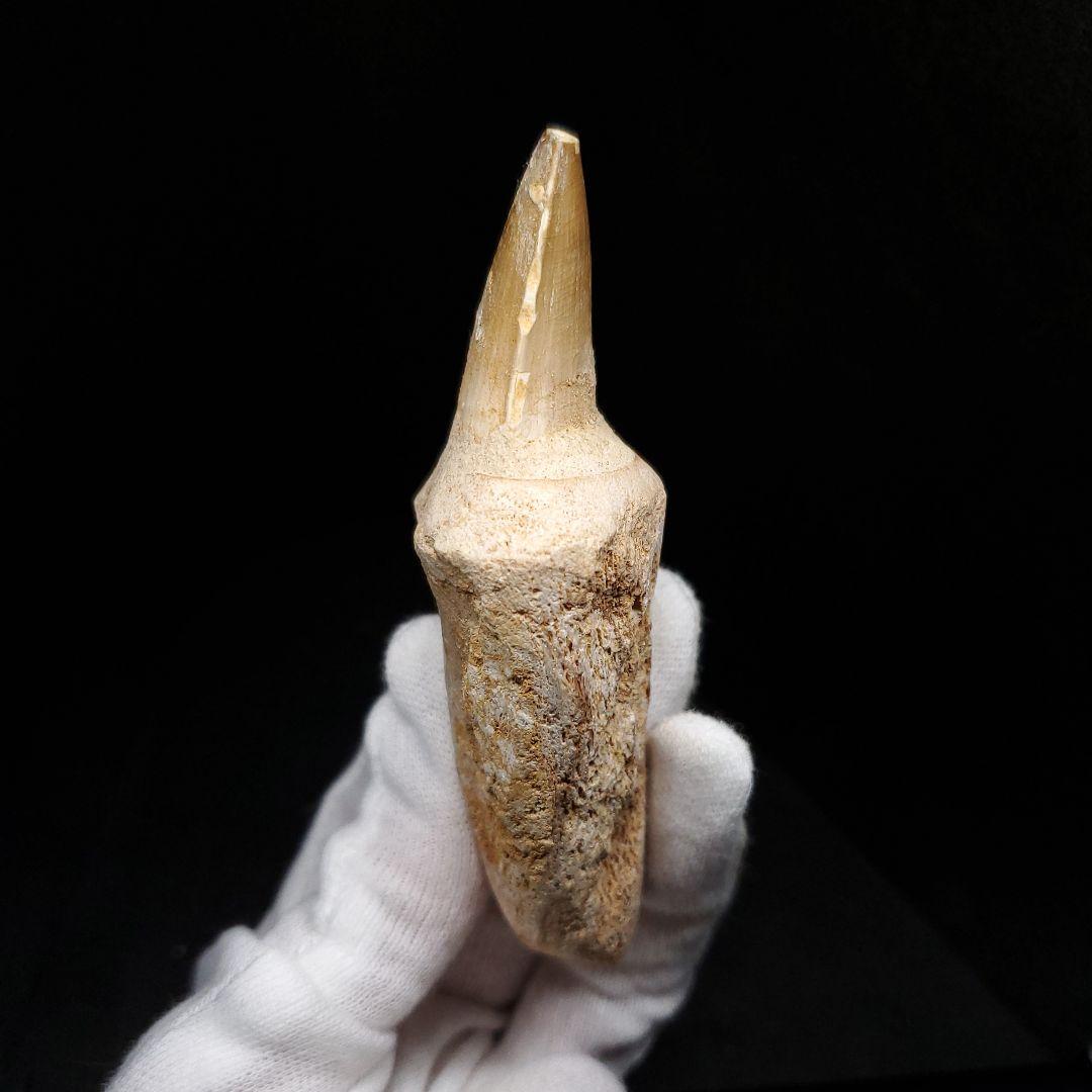 歯根付き モササウルス 化石 歯 本物 モロッコ産 90.10mm mos134