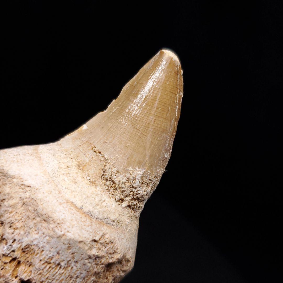 歯根付き モササウルス 化石 歯 本物 モロッコ産 90.10mm mos134