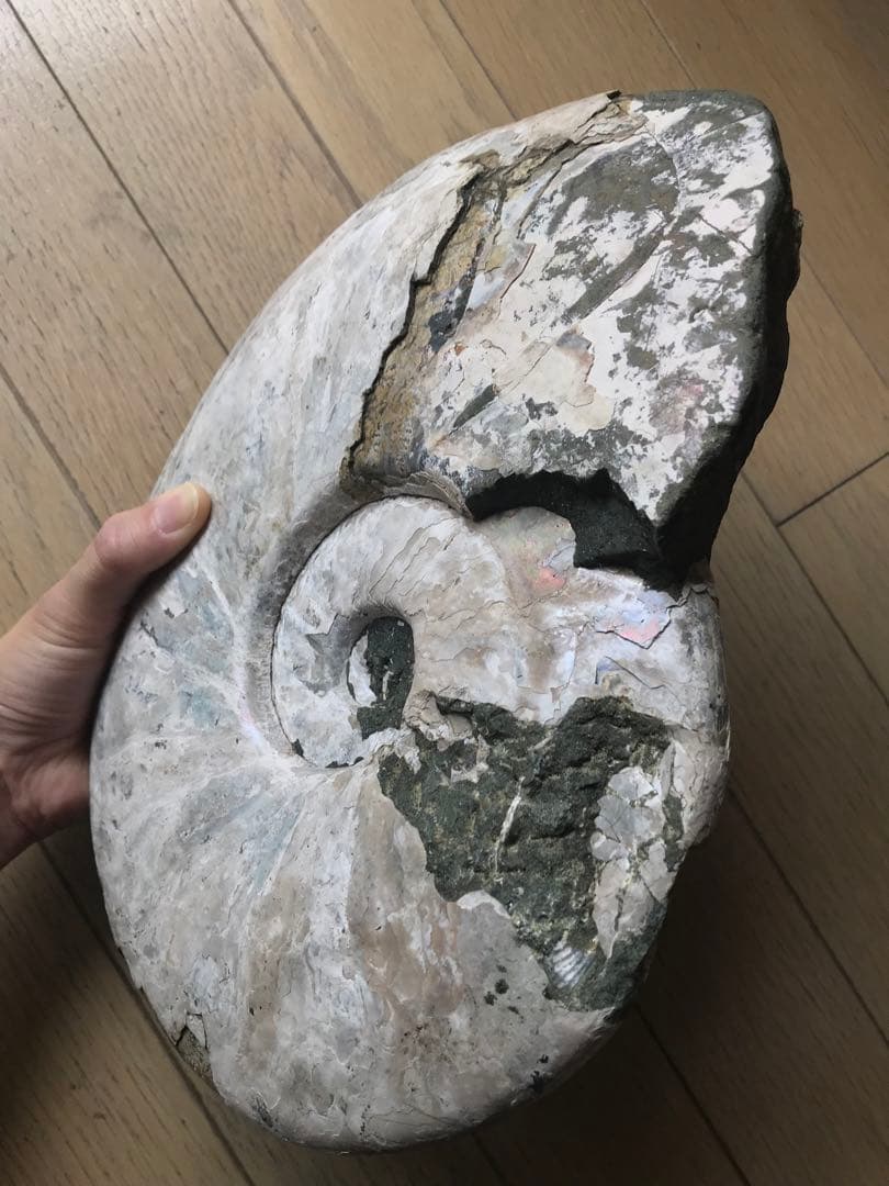 〈新入荷〉マダガスカル産　アンモナイト化石青（ビューダンティセラス）超特大サイズ