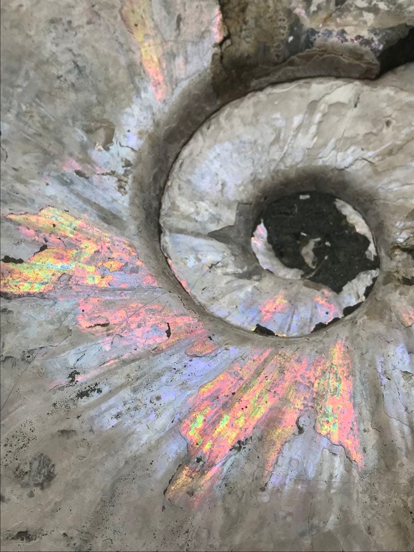 〈新入荷〉マダガスカル産　アンモナイト化石青（ビューダンティセラス）超特大サイズ