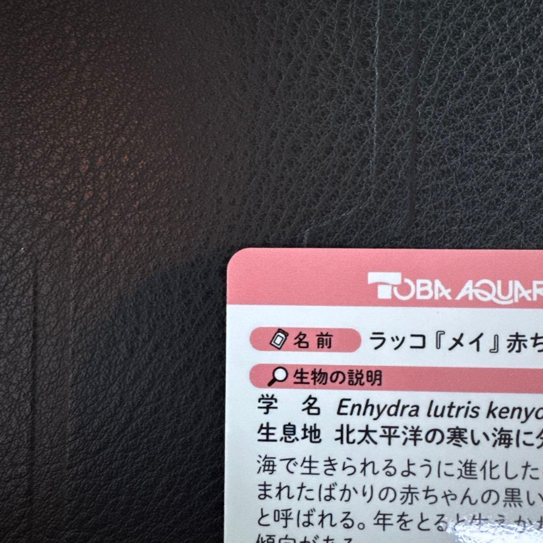 最安値‼️ 鳥羽水族館　コレクションカード　70周年記念　ラッコ　メイ　レア