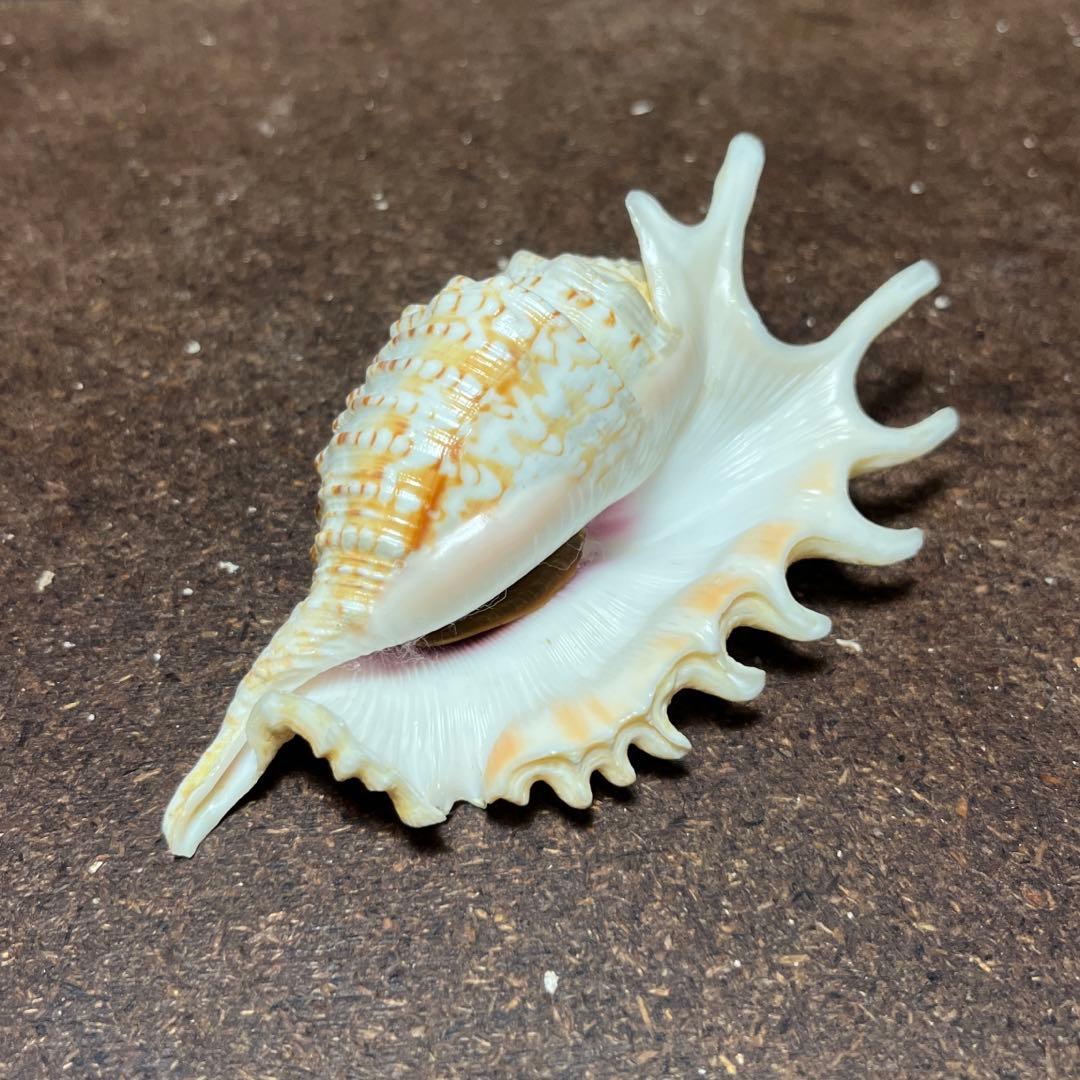 激レア　美品　モーリシャス産　蓋付き　ムラサキムカデソデ