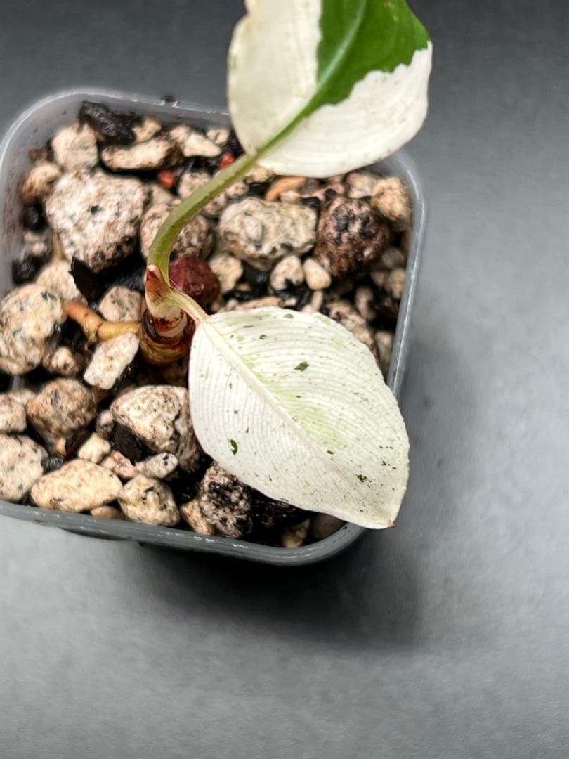 セファランドラ（斑入り株）Bucephalandra Pipto