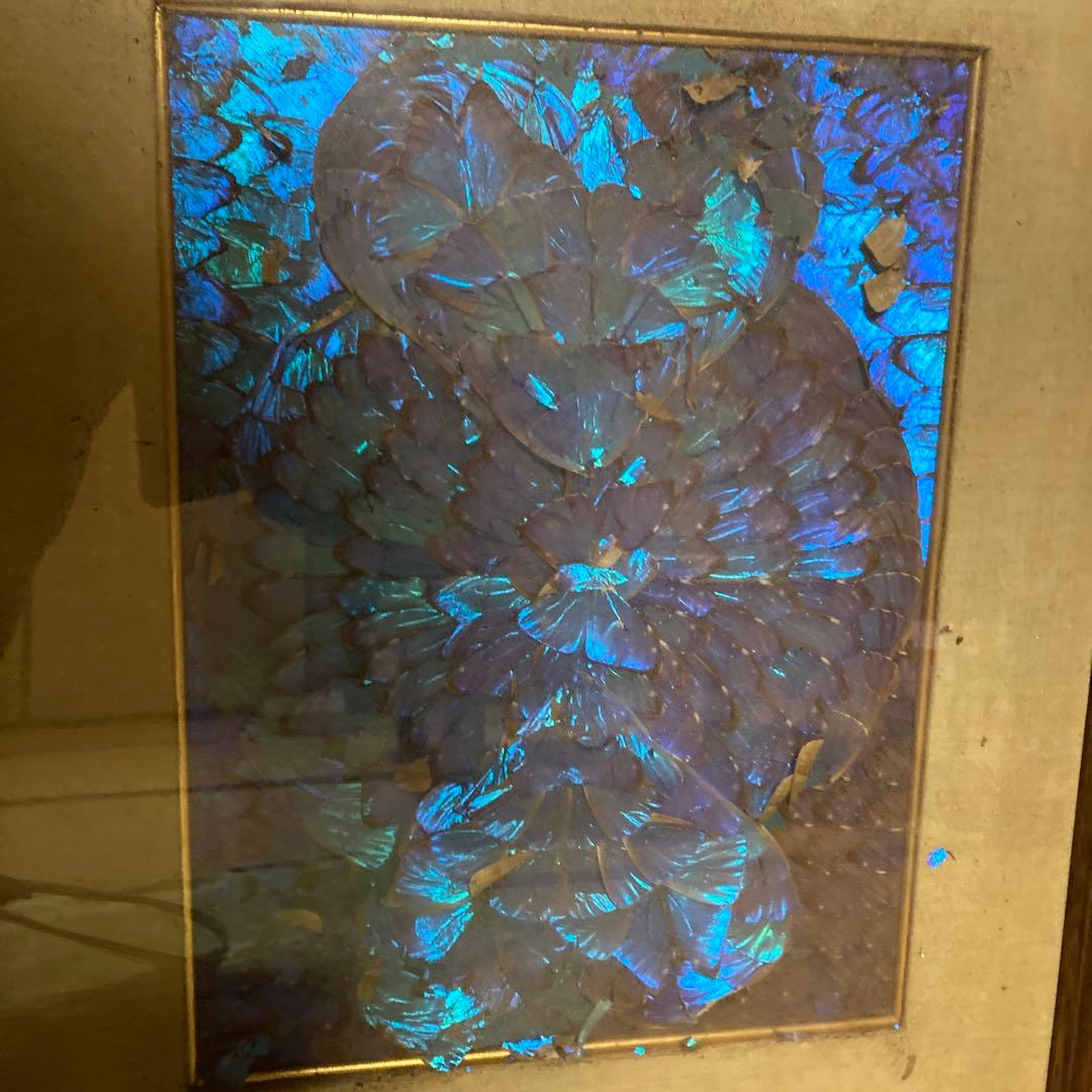 南米モルフォ蝶　羽根　標本　絵画