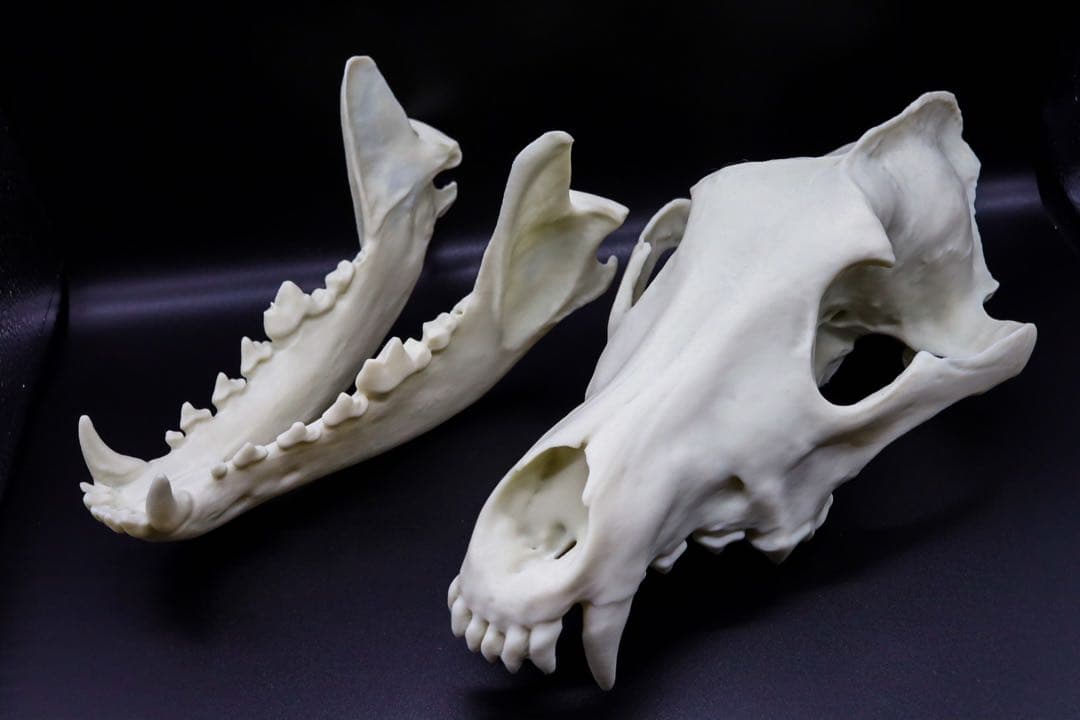 タイリクオオカミ原寸大頭骨模型