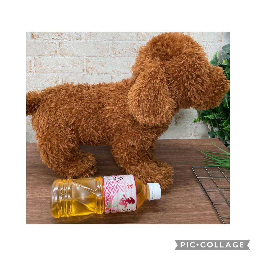 大きめ 子供の日 兜 五月人形 端午の節句 ハンドメイド 猫 犬 ハンドメイド