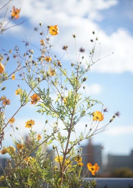 CANON LENS FL 50mm F1.8 Ⅱ型【完全整備品】