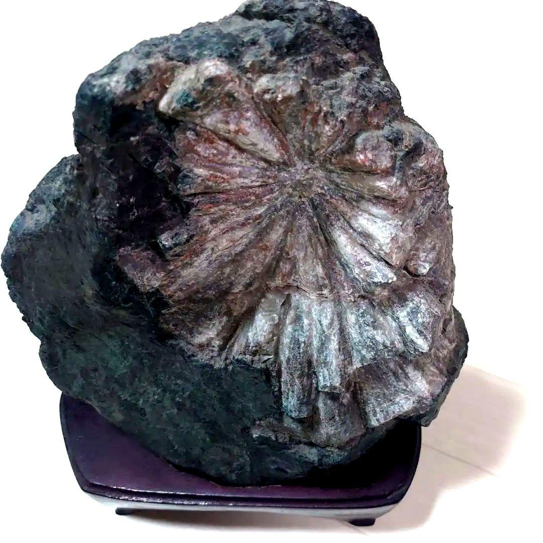 菊花石 根尾川 初鹿谷 サバ菊 10kg 希少品 激レア 観賞石 水石