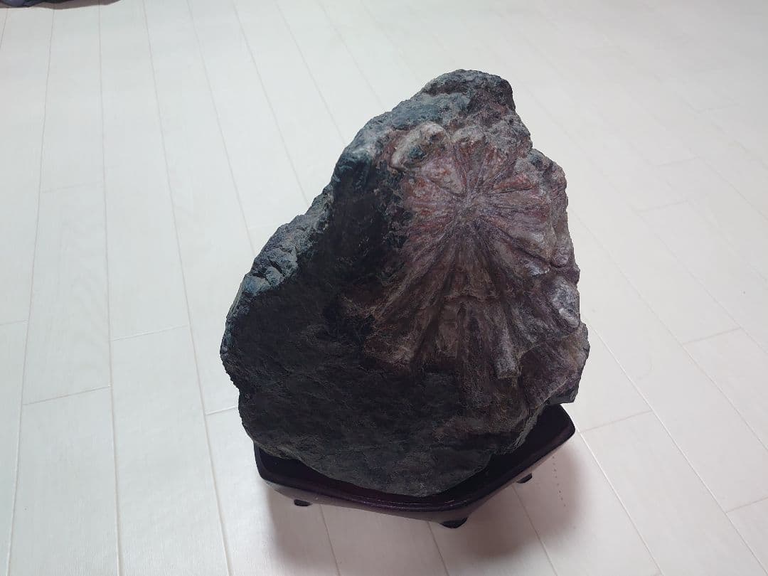 菊花石 根尾川 初鹿谷 サバ菊 10kg 希少品 激レア 観賞石 水石