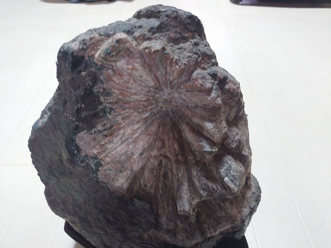 菊花石 根尾川 初鹿谷 サバ菊 10kg 希少品 激レア 観賞石 水石