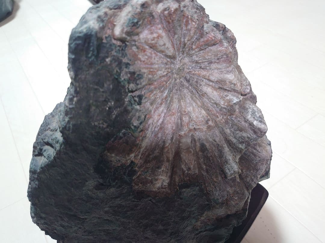 菊花石 根尾川 初鹿谷 サバ菊 10kg 希少品 激レア 観賞石 水石