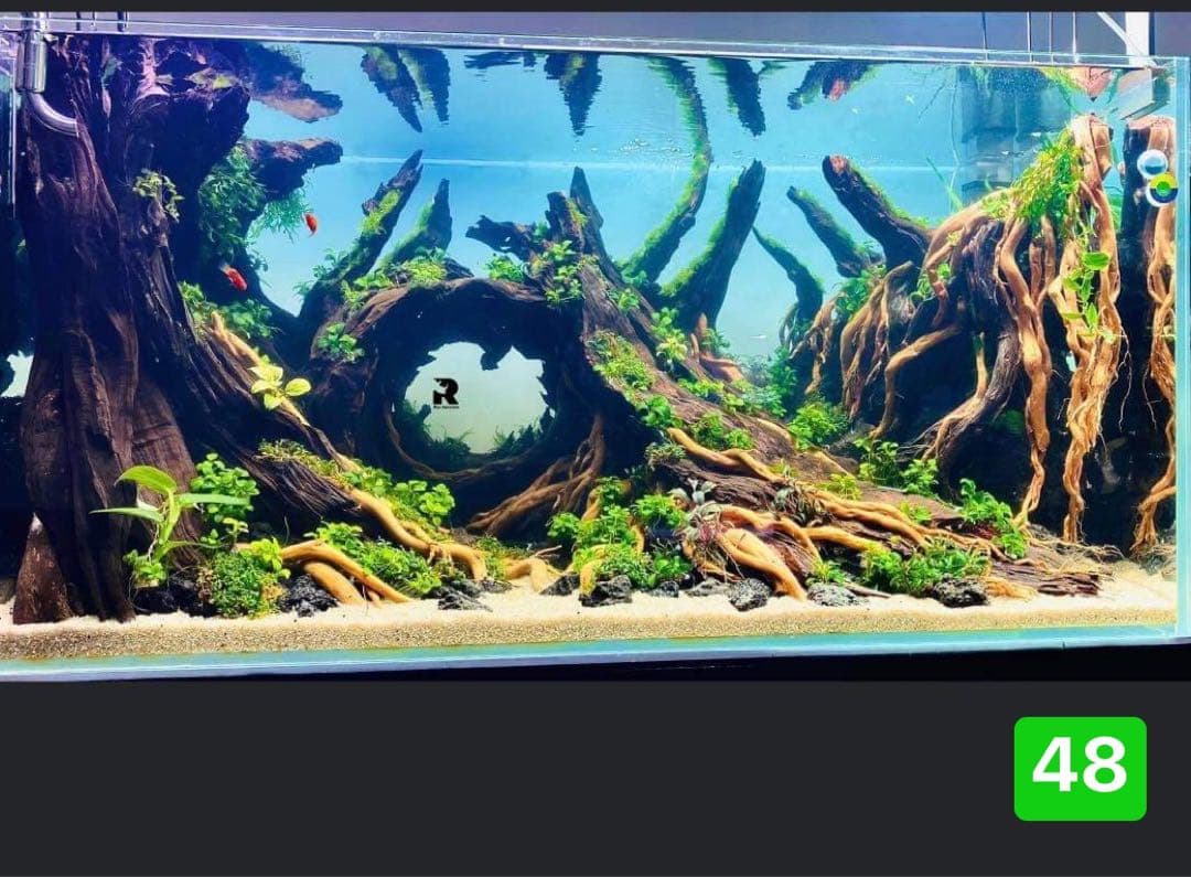 TTD 48 【⭐︎ お猫様の下僕様⭐︎】【美品・数量限定】