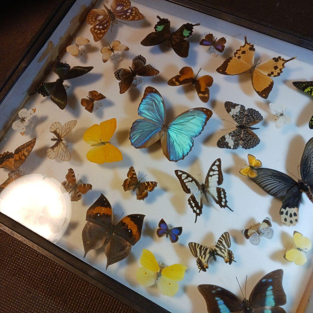 貴重！蝶の標本（多色、木製フレーム）