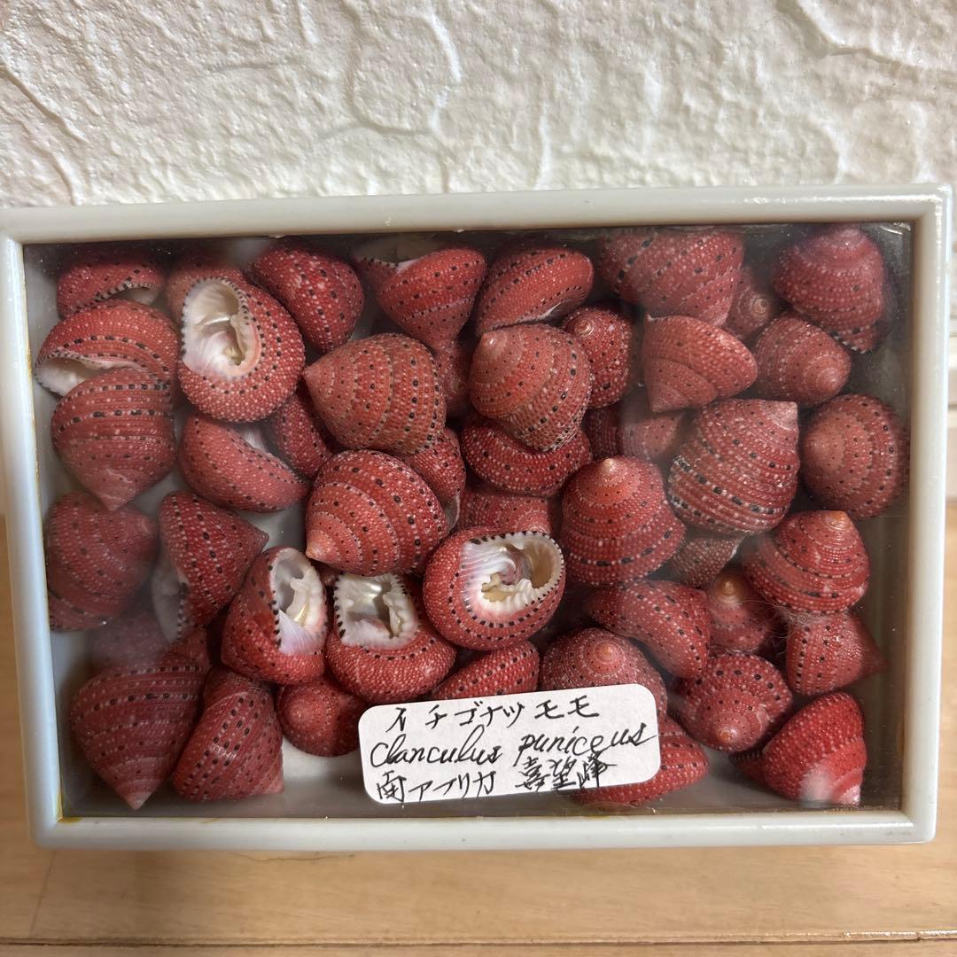 イチゴナツモモ54個　南アフリカ産　喜望峰産