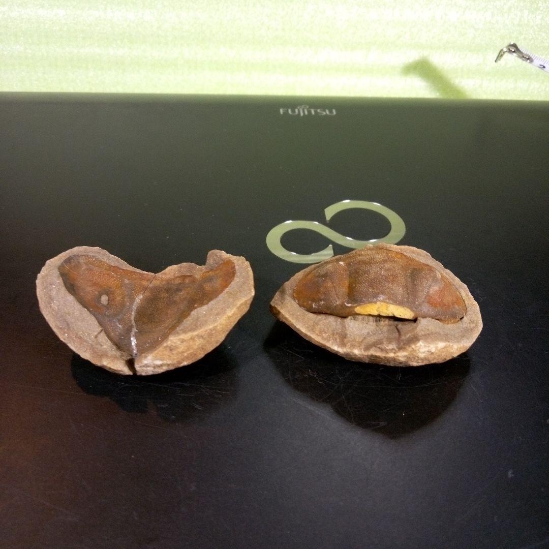 三葉虫　化石　fossil　ボリビア産　trilobite　ノジュール管理③