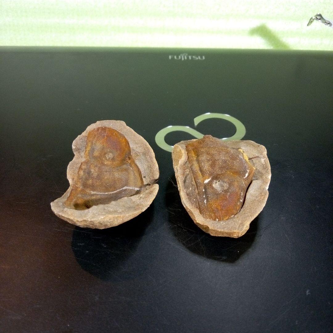 三葉虫　化石　fossil　ボリビア産　trilobite　ノジュール管理③