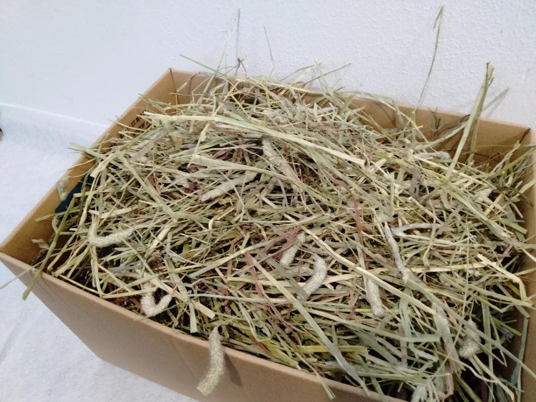 【1/14まで】 カナダ産 チモシー 50kg スーパープレミアム １番刈り