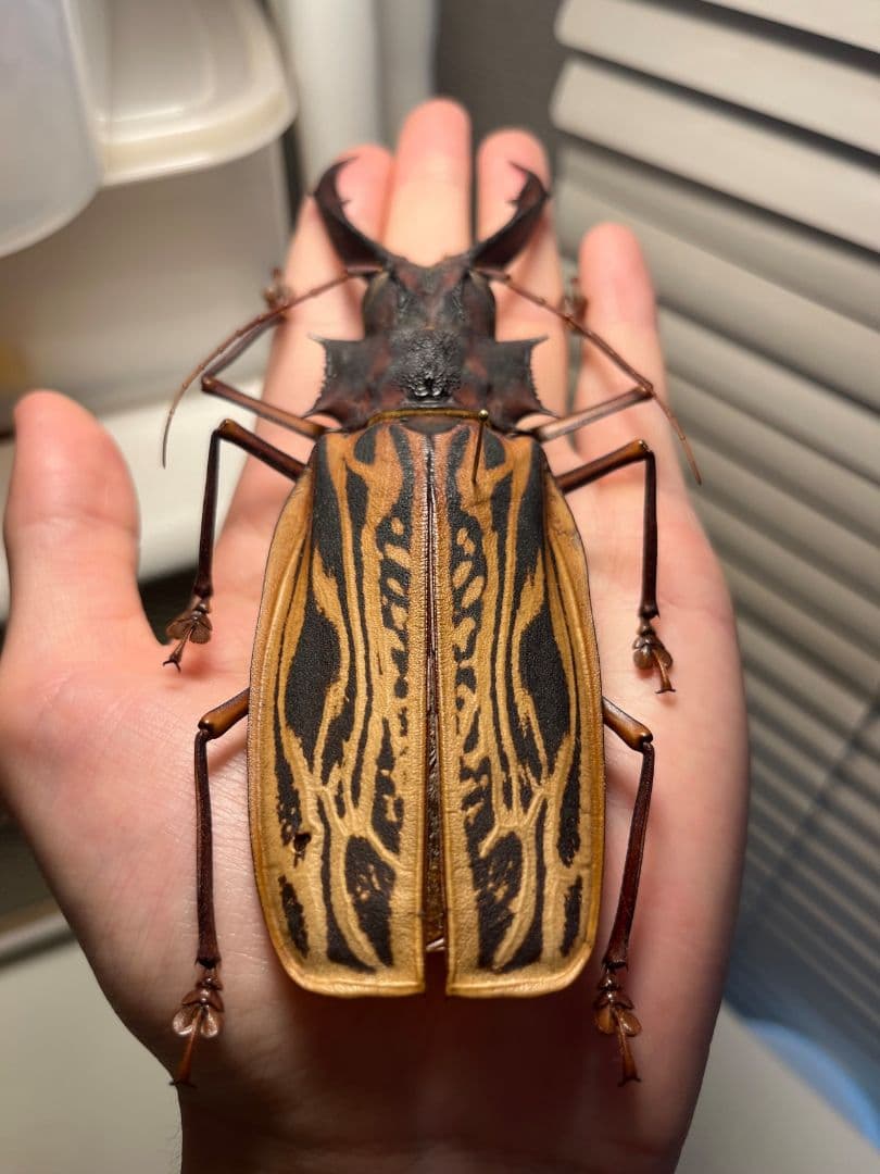 【150mm】オオキバウスバカミキリ標本 Macrodontia 昆虫標本