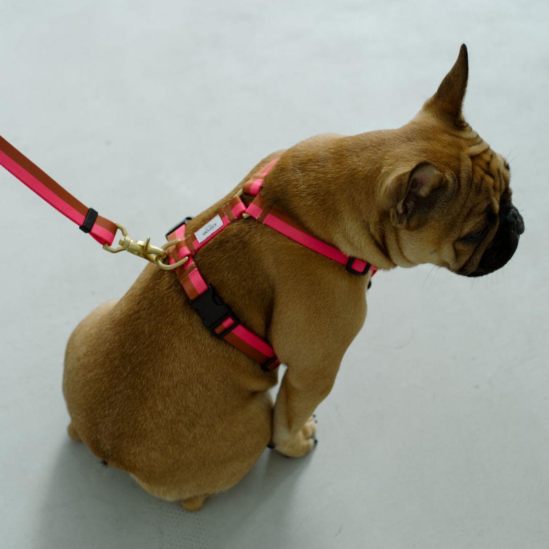 Ciiron Tokyo ハーネスPlum＆ショルダーリード セット