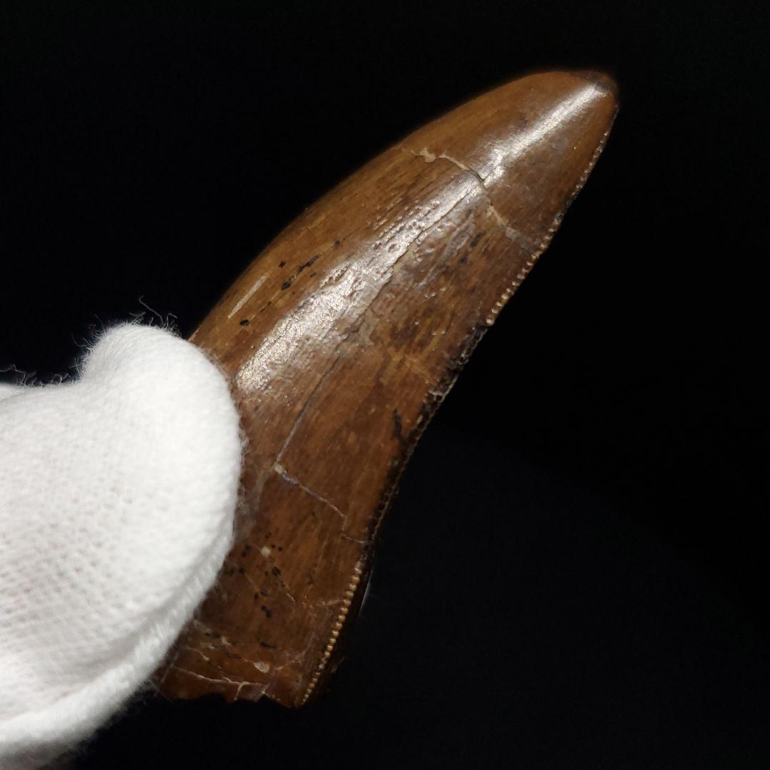 極上 アベリサウルス 歯 本物 化石 恐竜 モロッコ産 mm  fr137