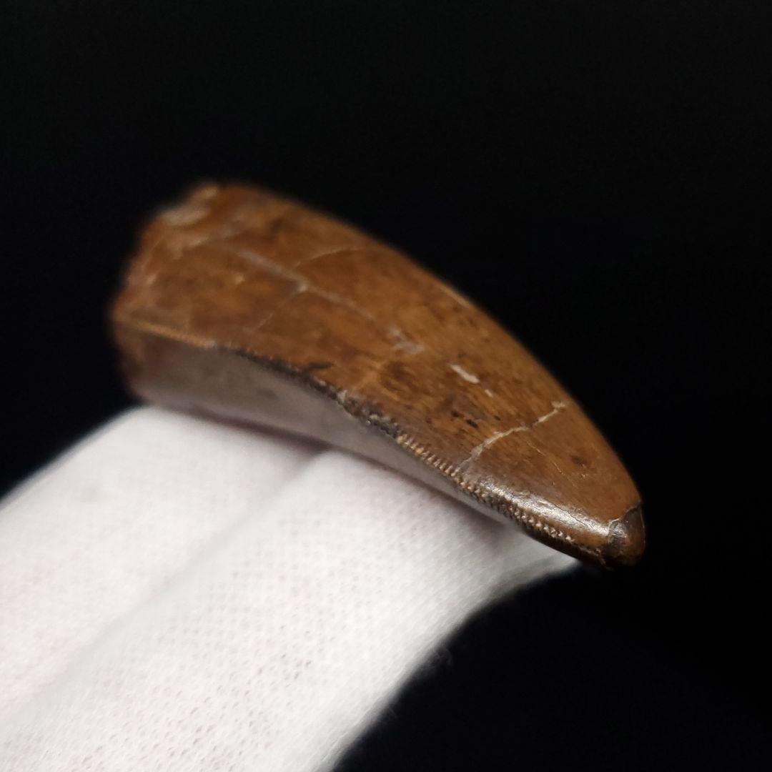極上 アベリサウルス 歯 本物 化石 恐竜 モロッコ産 mm  fr137