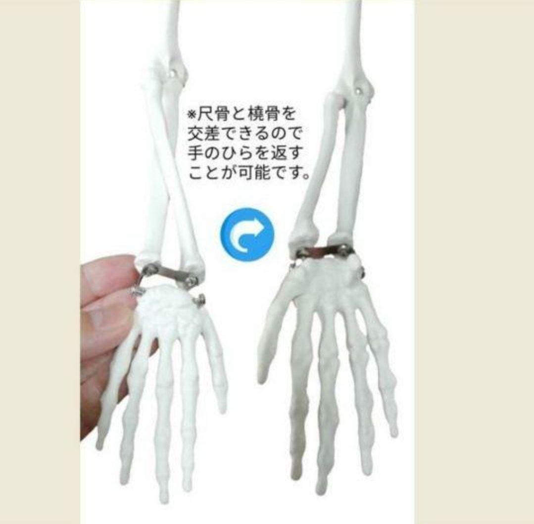 人体骨格模型　85cm　1/2サイズ
