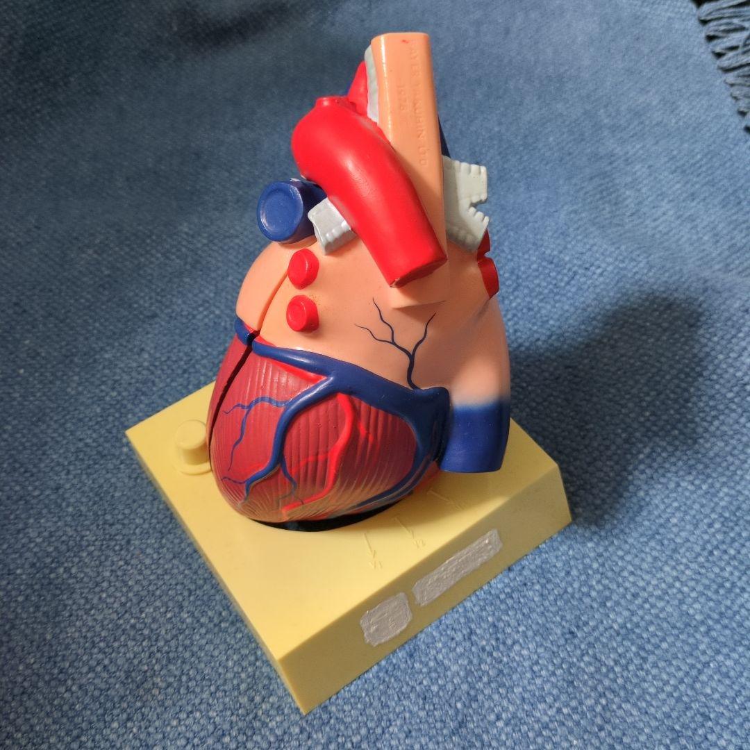人体心臓模型