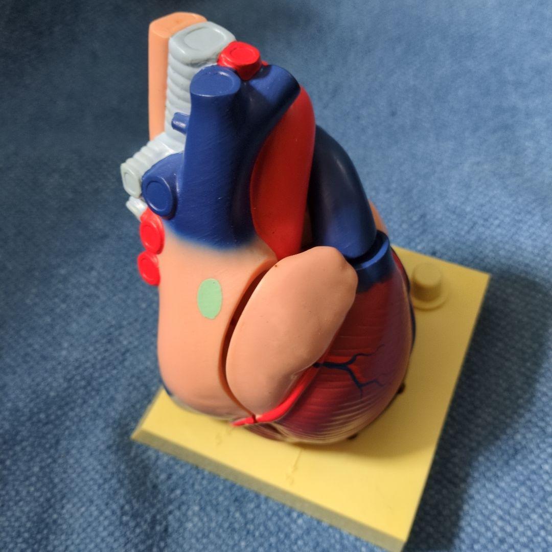 人体心臓模型