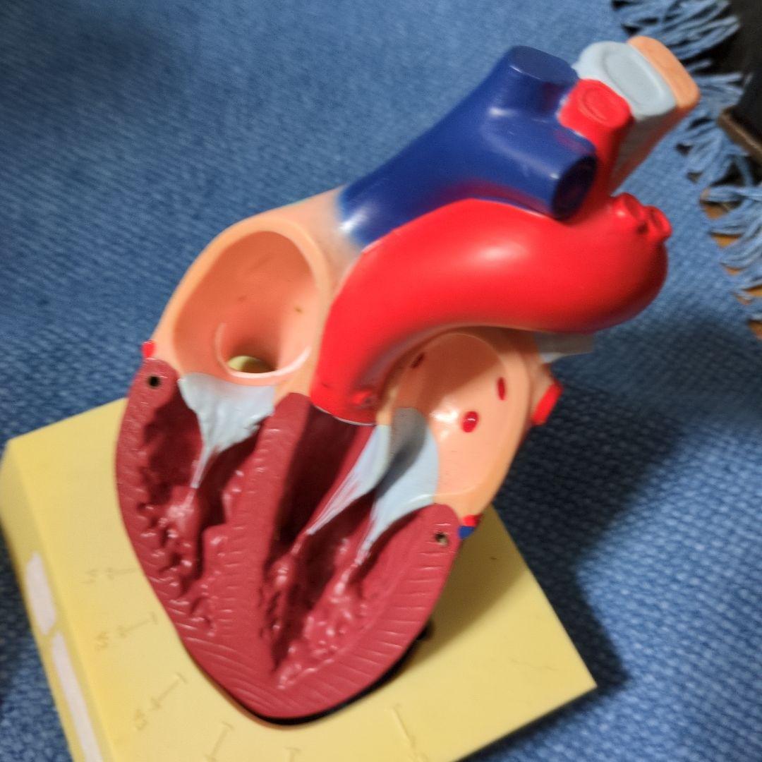 人体心臓模型