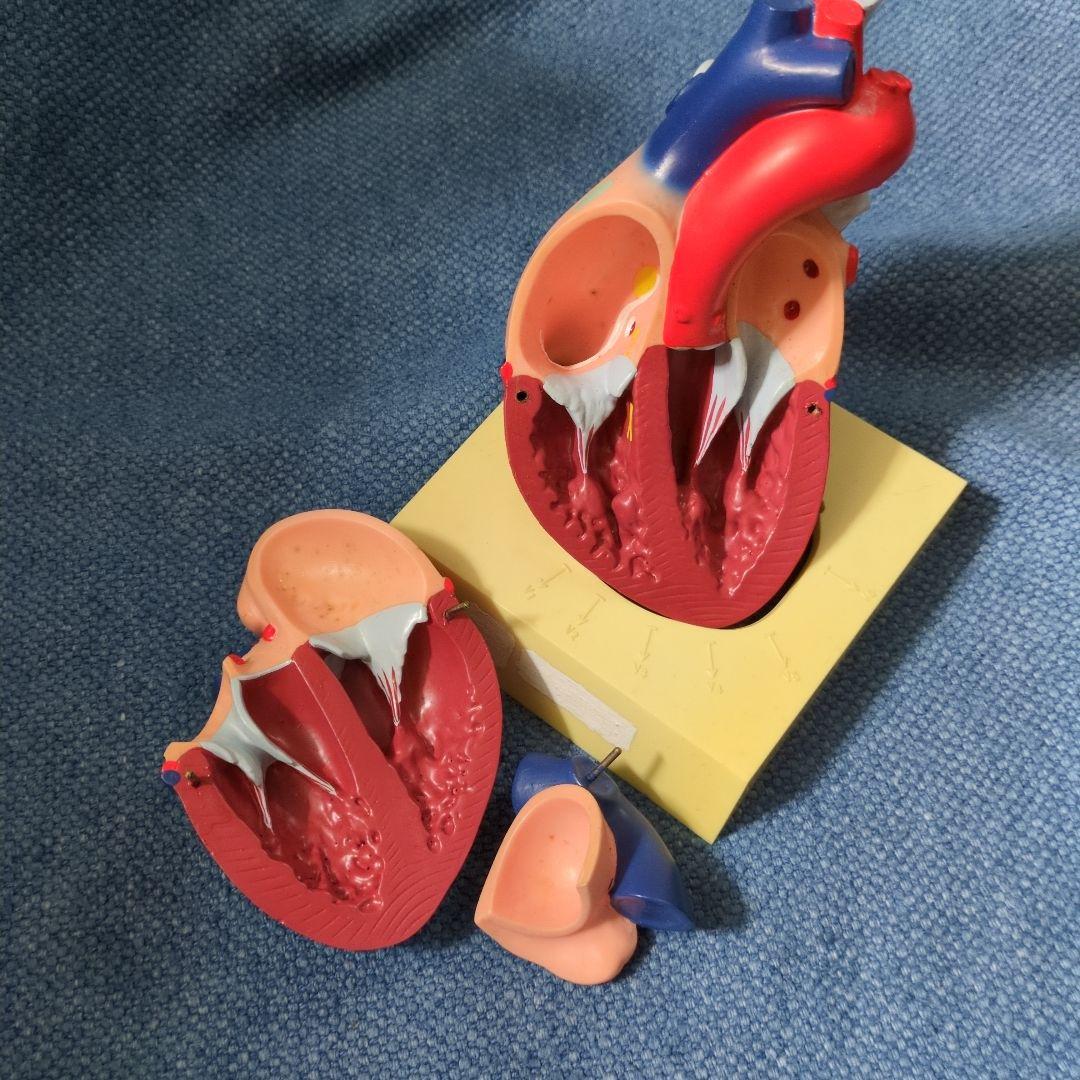 人体心臓模型