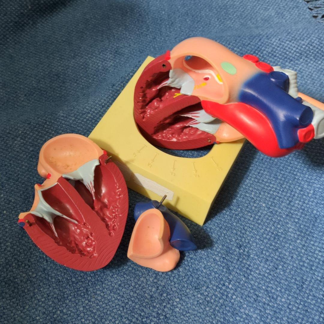 人体心臓模型