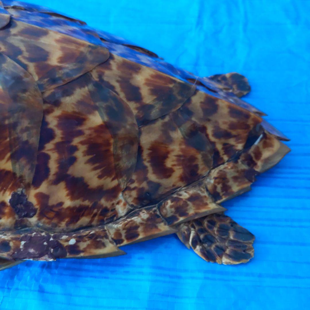 ①うみがめ科〚タイマイ〛はく製　 　壁掛けフックつき