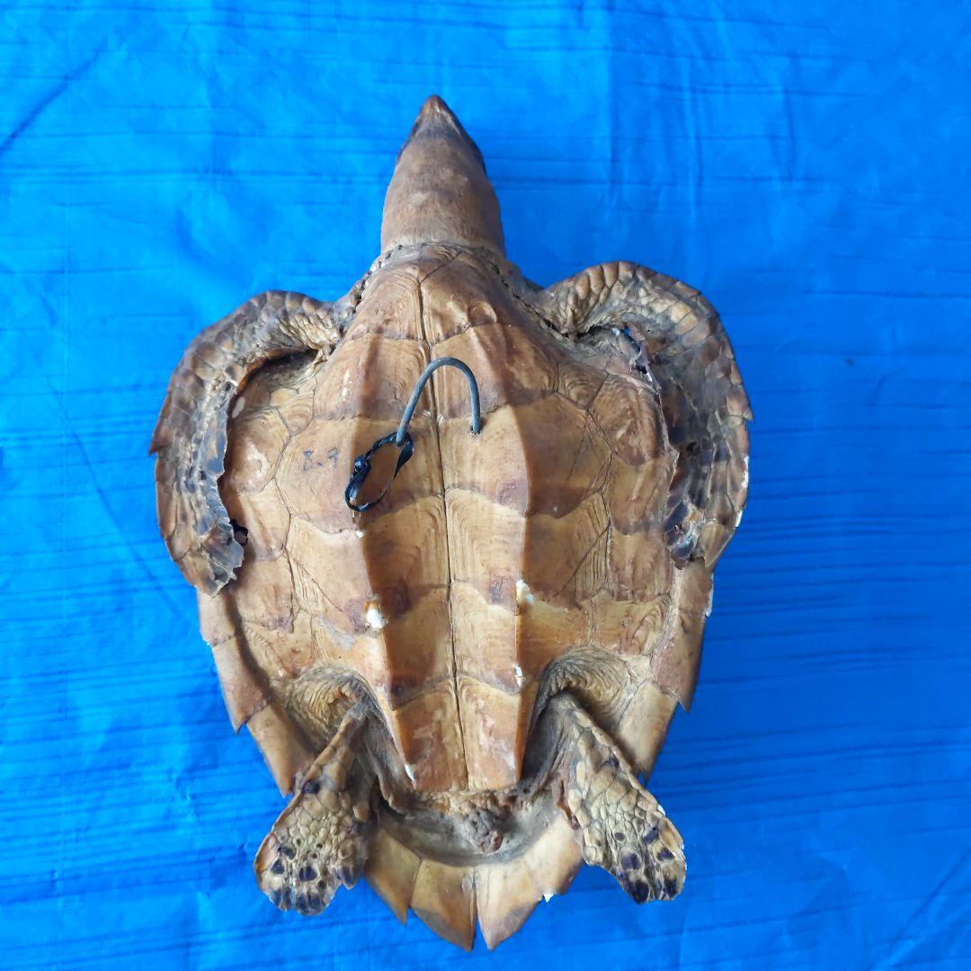 ①うみがめ科〚タイマイ〛はく製　 　壁掛けフックつき