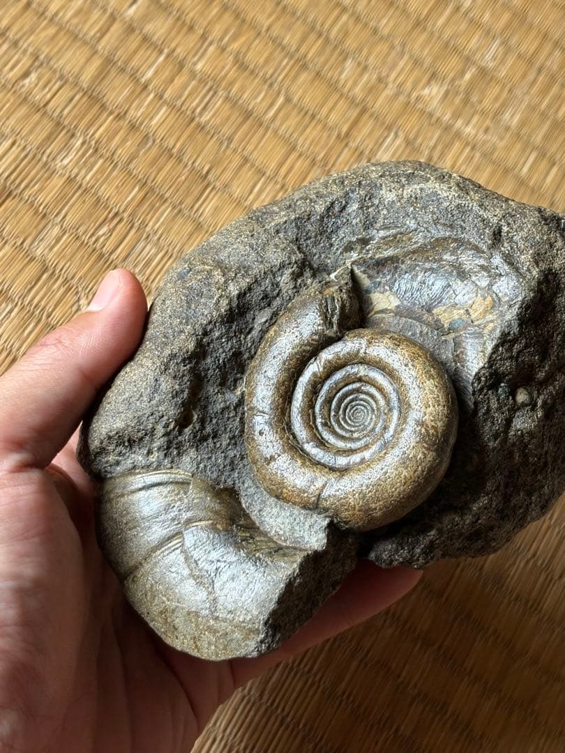 超レア　ゴードリセラス・ハマナカエンセ　化石　アンモナイト