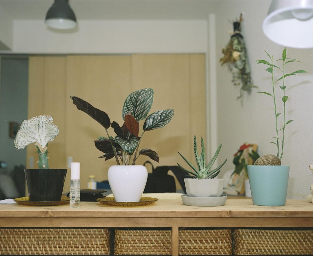 【完動整備美品】plaubel makina67 プラウベル マキナ 中判カメラ